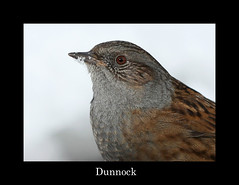 Dunnock