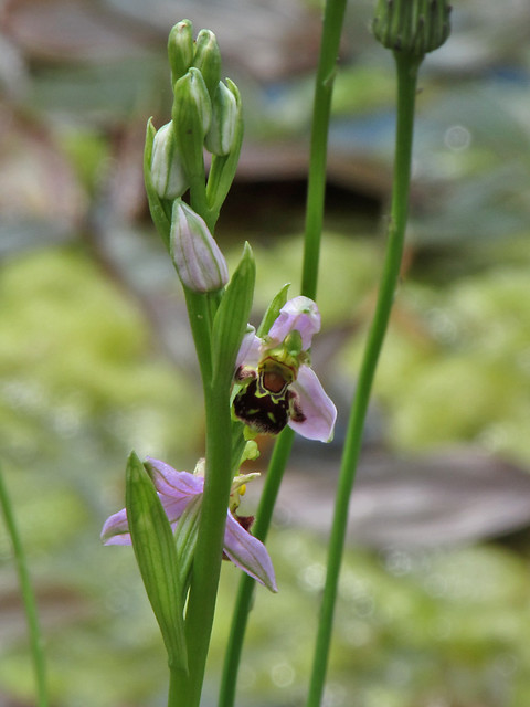 Ophrys apifera Bee Orchid