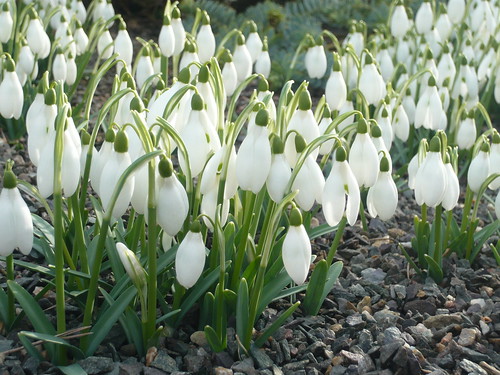 Kew Snowdrops