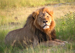 Cecil the Lion - R.I.P. July 2015