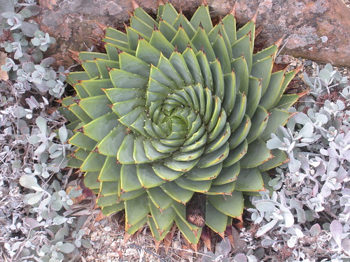 Aloe polyphylla by sftrajan