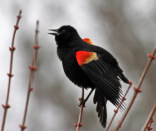 Red-winged Blackbird - detail