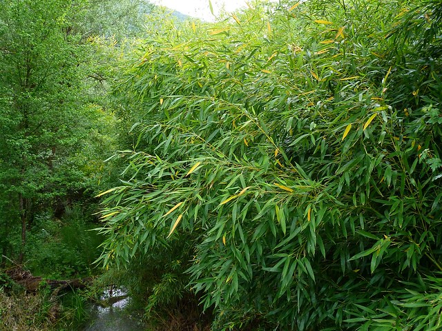 VVV1: Salix eleagnos, Salice ripaiolo