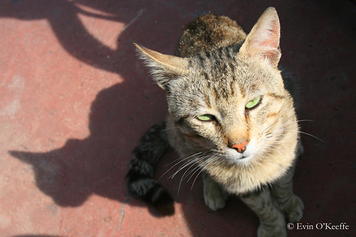 Green-eyed Cat on Ischia