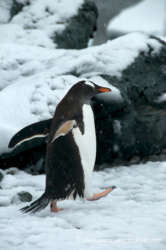 High Steps for a Gentoo Penguin - Antarctica by uncorneredmarket