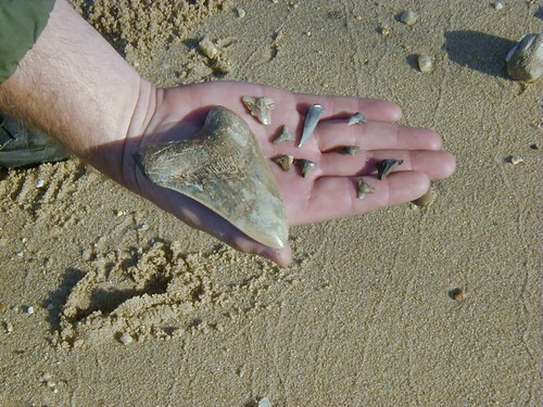 Ancient Shark's teeth found on Fossil Beach