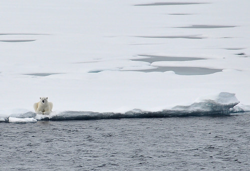 Photo of Polar Bear