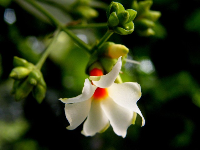 Parijatham Plant