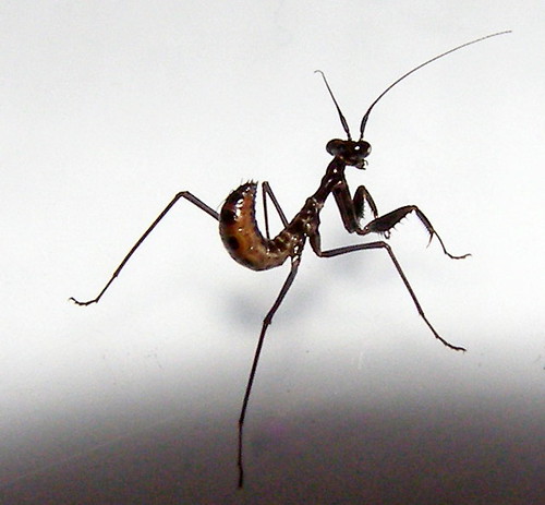 L2 Budwing Mantis - Parasphendale agrionina