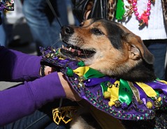 Dogs and their People...Krewe of Mutts
