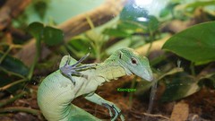 reptiles/amphibians