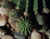 Mother Cactus with Brood por cobalt123