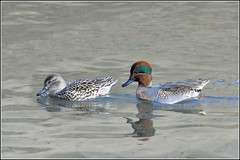 Duck (Green-winged Teal)