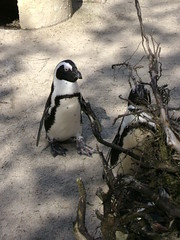 Penguin / Pingouin