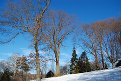 Sunday, January 9, 2010 Arboretum