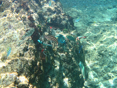 Snorkeling Caribbean waters