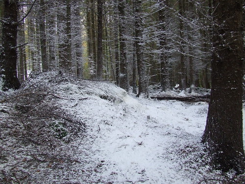 La foresta di Tollymore, con la neve finta