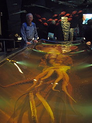 Colossal squid 