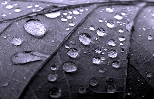 Raindrops on a Leaf by 1963chris