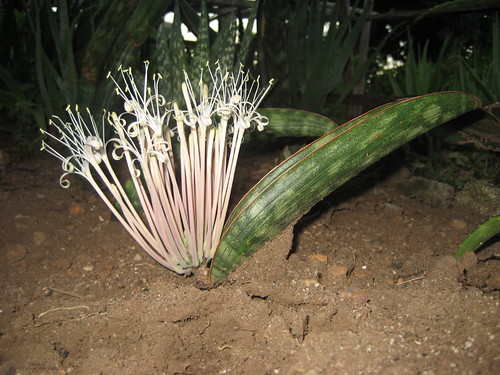 Flowering Sansevieria hallii by tonrulkens