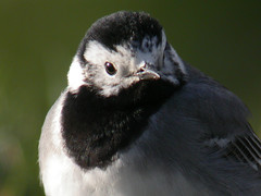 Linerle (White Wagtail)