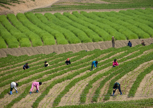 korean agriculture