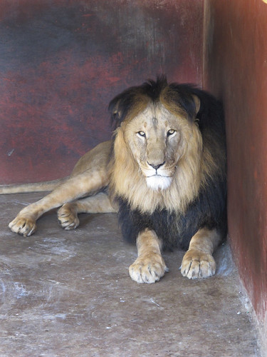 Ethiopian Black Mained Lion