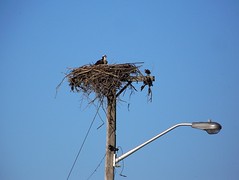 Osprey nests