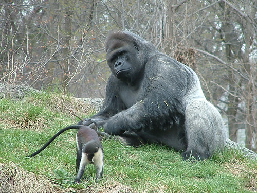 Big or Small we all need Friends. by Sunshine Gorilla
