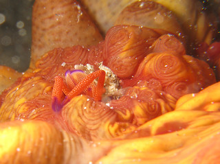 Imperator Shrimp - Periclimenes Imperator stuck in the anus of a Sea Cucumber