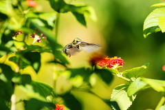 Colibris - Hummingbirds