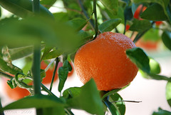 Feb 08th, 2009 - Mandarin Tangerine