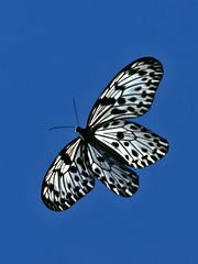 Butterflies & Moths of Sri Lanka