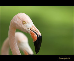 Flamenco - Flamingo - Phoenticopterus roseus Pallas - Rosy Flamingo