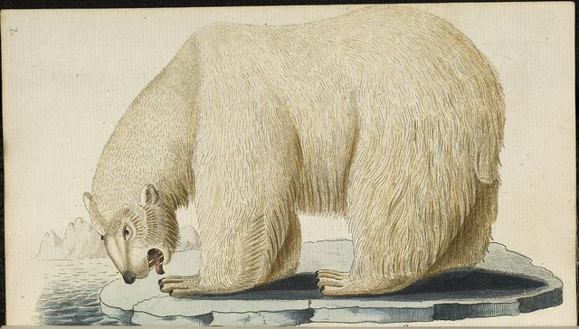 Polar Bear (Bechstein, 1803)