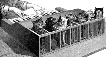 cat organ
