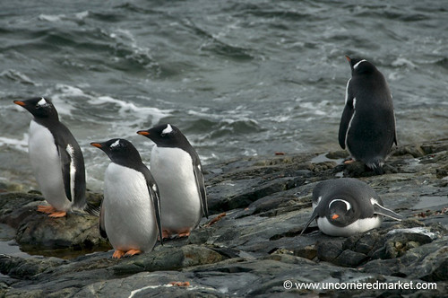 Gentoo Penguins on the Lookout - Antarctica by uncorneredmarket