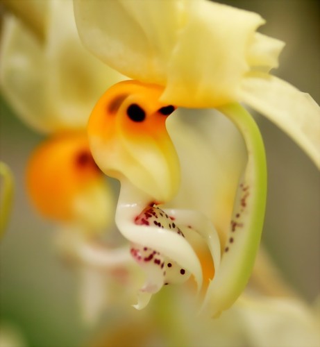 Orquideas de Colombia: Stanhopea embreei 