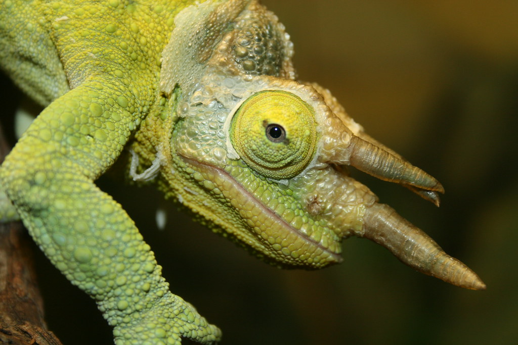 Chameleon,Taronga Zoo