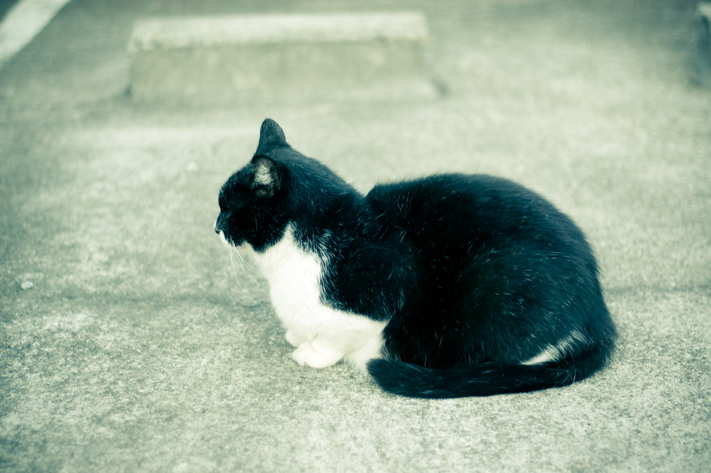 白黒の猫 2009/11/23 DSC_7911