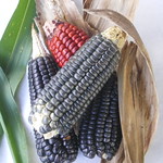 Toca Comer.   El cultivo de maíz transgénico alcanza nuevo récord en Colombia. Marisol Collazos Soto, Rafael Barzanallana