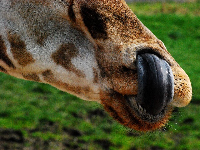 Giraffe Tongue Flickr Photo Sharing!
