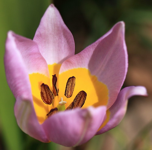 Tulipa bakeri cv. 'Lilac Wonder' / チューリップ 「ライラックワンダー」