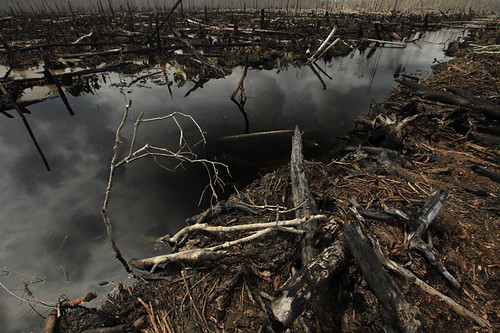 Burnt roots stick out of wet ground in the destroyed peatland rainforest outside the village of Teluk Meranti