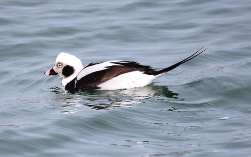 Long tailed duck by ricmcarthur
