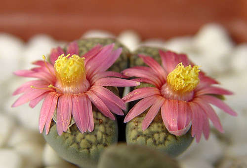 Lithops verruculosa 'Rose of Texas' by 木易可儿