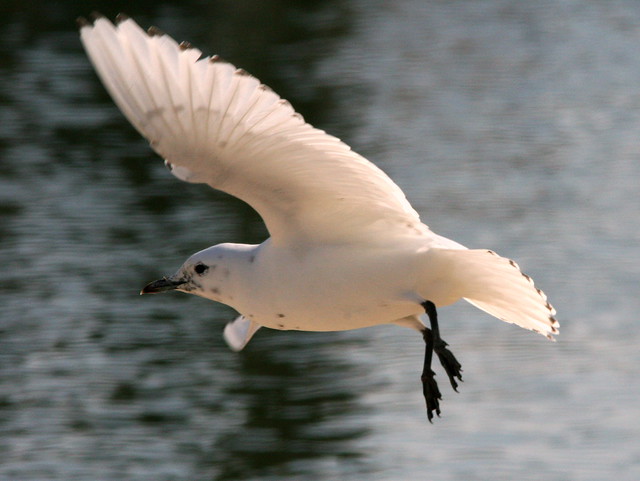 Ivory Gull departs 20091208