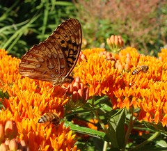 Butterflyweed, and other milkweeds