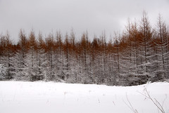 Winter 2010 in Sweden