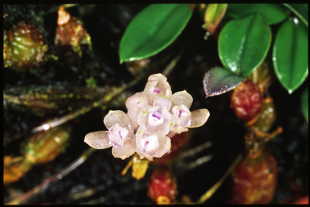 Dendrobium leucocyanum